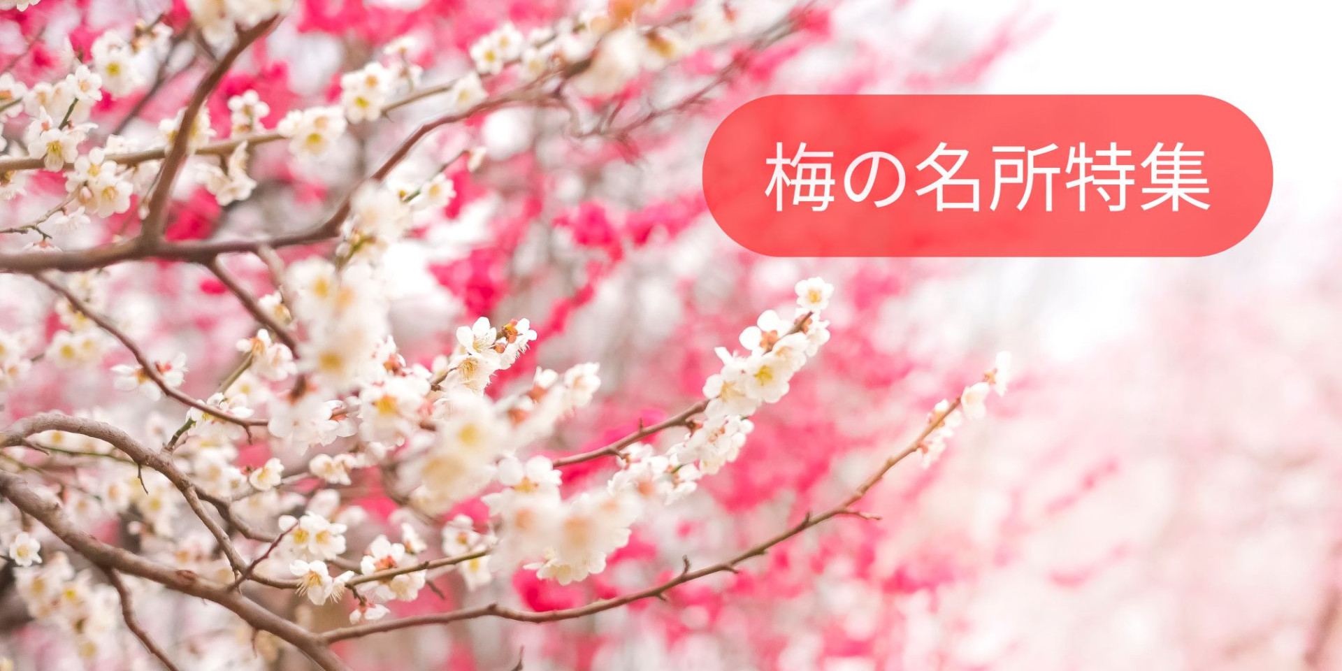 神奈川の梅の名所2026